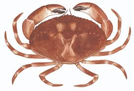 Brown Crab