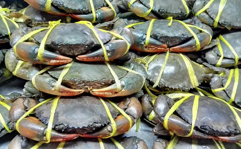 Premium Fresh Crabs