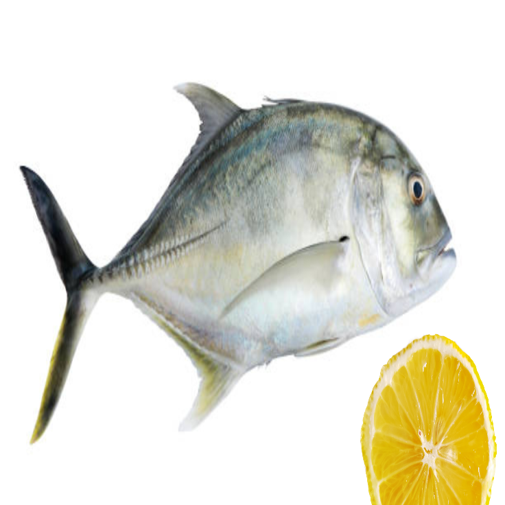 Travally Fish - Fresh Vatta
