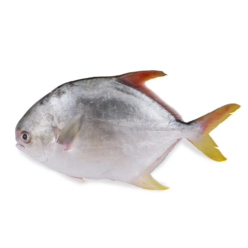 Golden Promfret