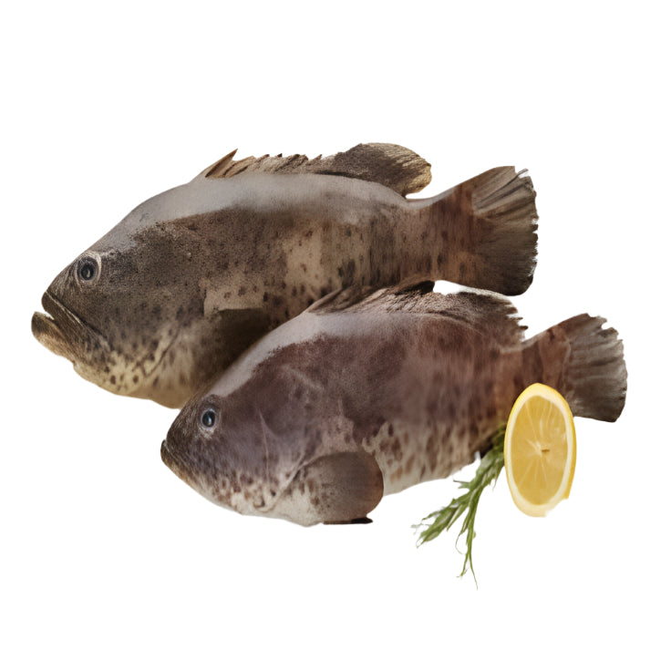 Grouper/Kalava/Homour  – 13.99/kg (Minimum Order  2-3kg)