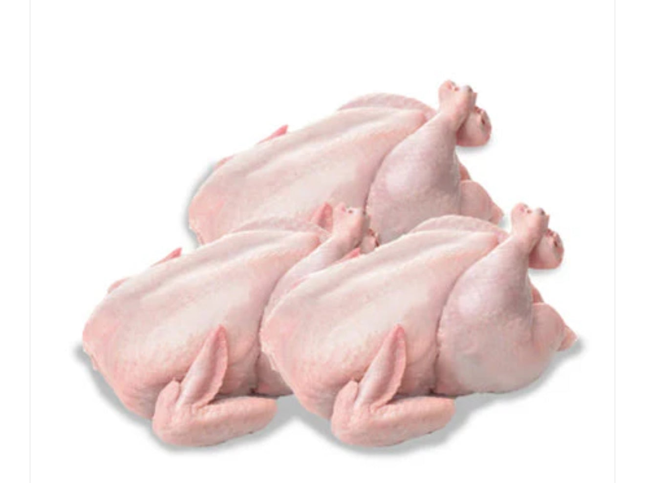 Baby Chicken - 3 Pack