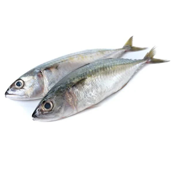 Indian Mackeral/Ayila