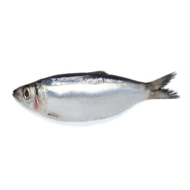 Sardines 3kg+