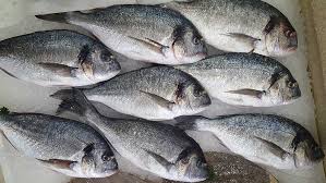 Sea Bream
