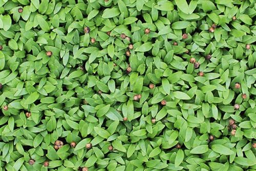 Coriander Cress
