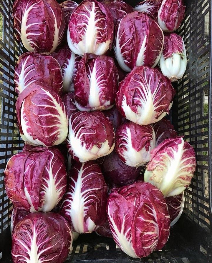 Red Cabbage