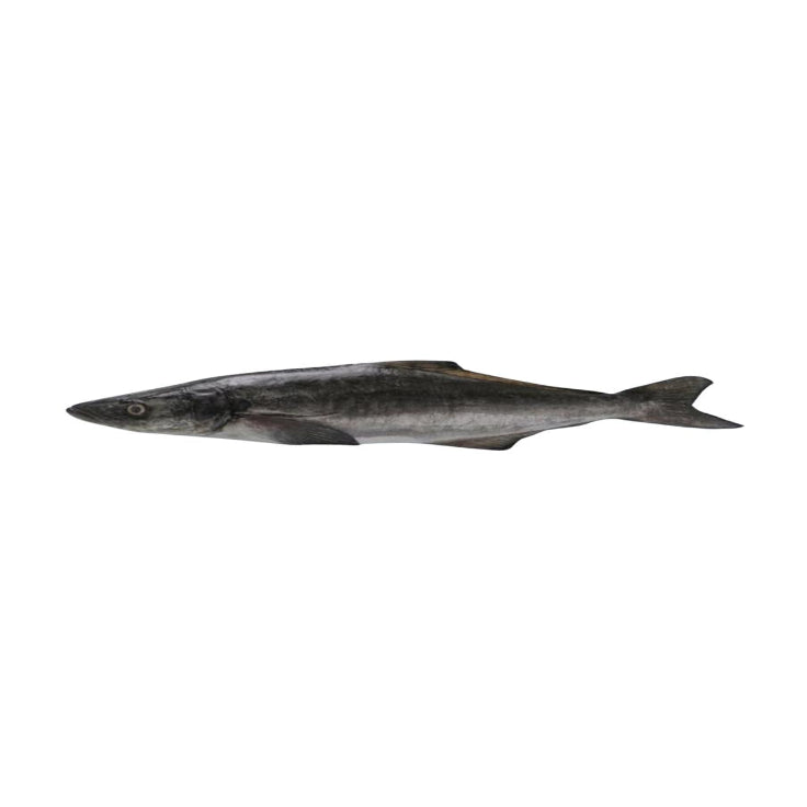 Cobia/Kadal Varal/Motha 3-6 kg(14.49/Kg)