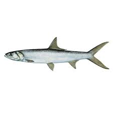 Lady Fish/Kalakkani/Kalimeen £16.99/kg