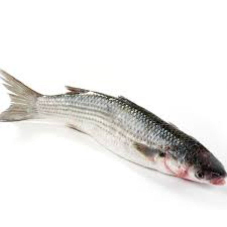 Grey Mullet/Manala/Kanambu 800gms-2kg