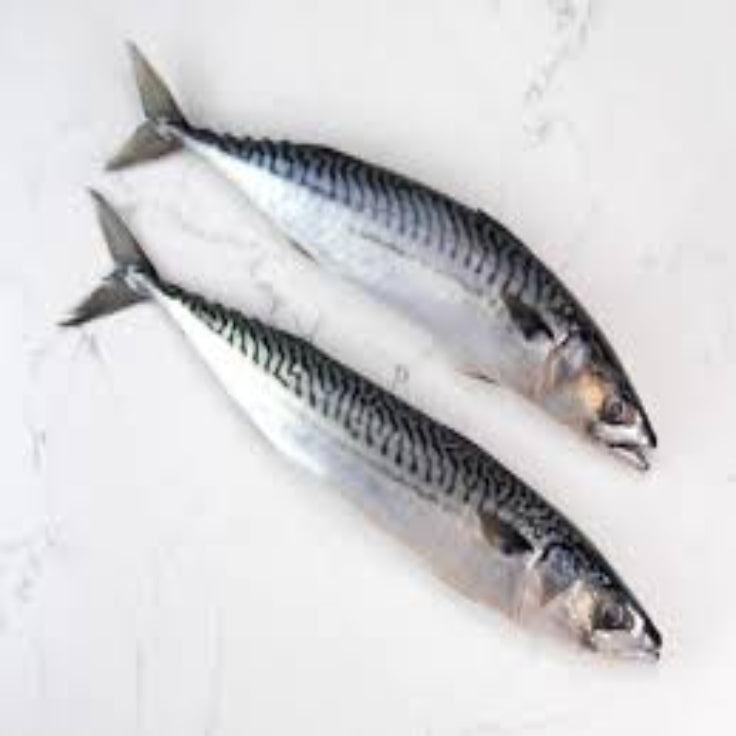 Scottish Mackerel 1 kg