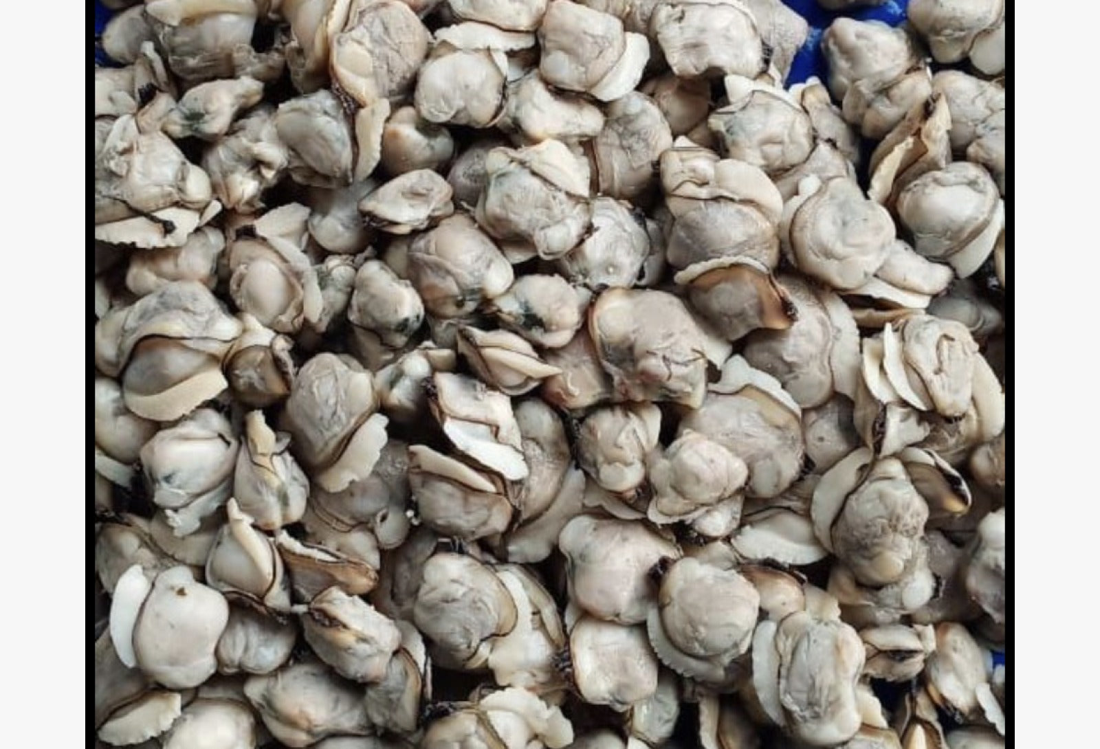 Kakka(Clam Meat)