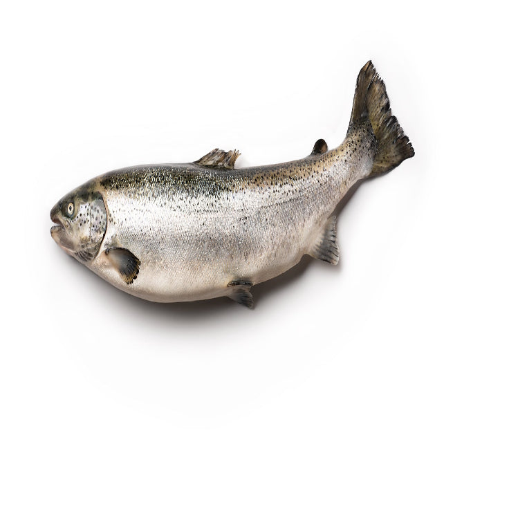 Salmon £11.50/kg